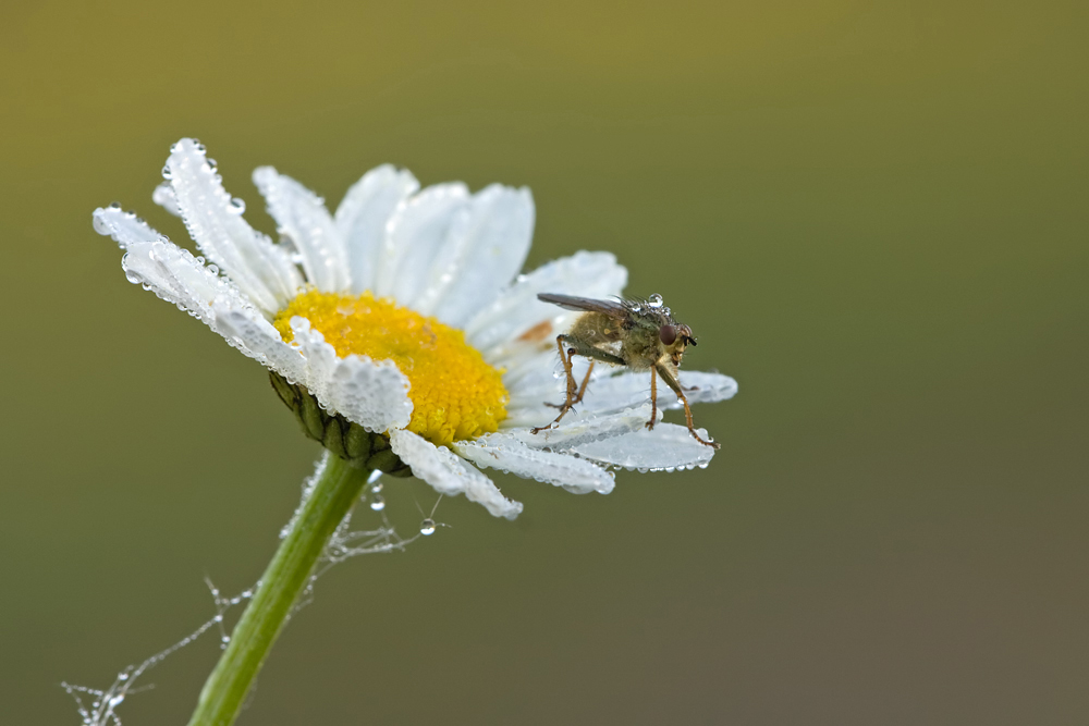 Dung Fly on Oxeye Daisy